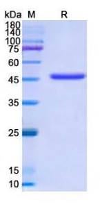 SDS-PAGE (MSH6-4225H).jpg